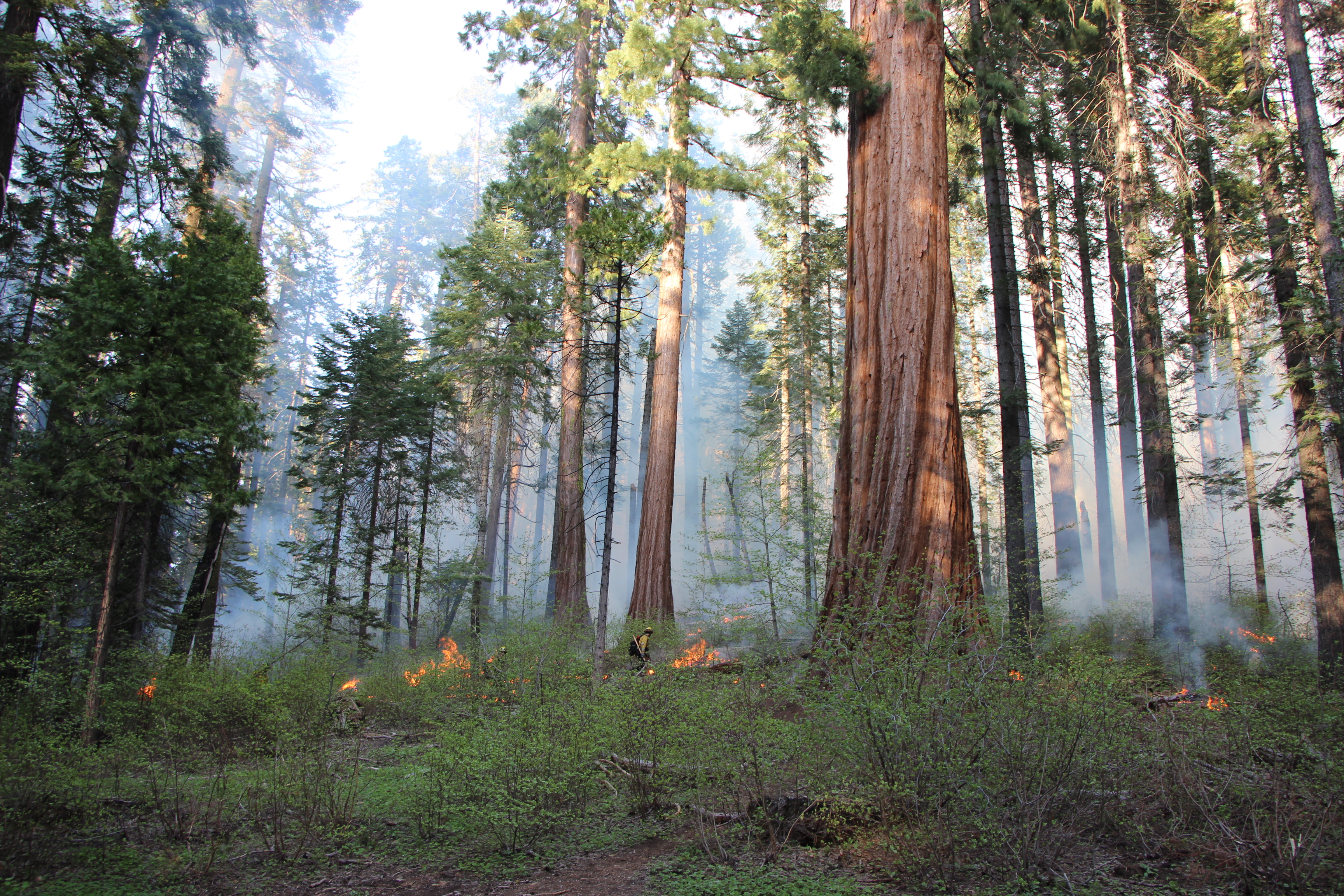 Prescribed fire around giant sequoias 